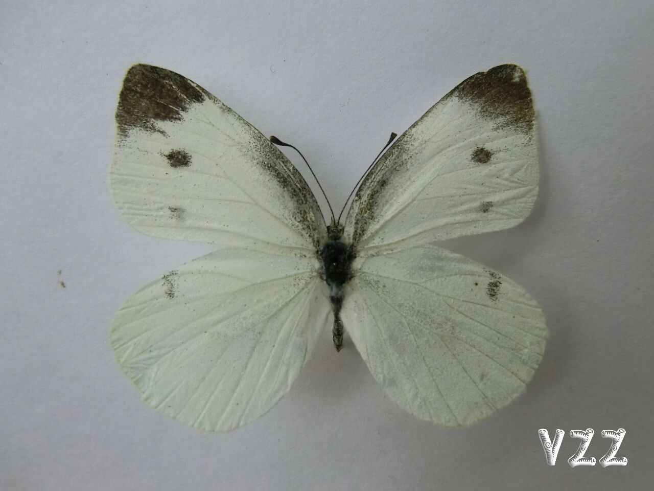 rapae(linnaeus 1758 菜粉蝶lepidoptera linnaeus 1758 鳞翅目