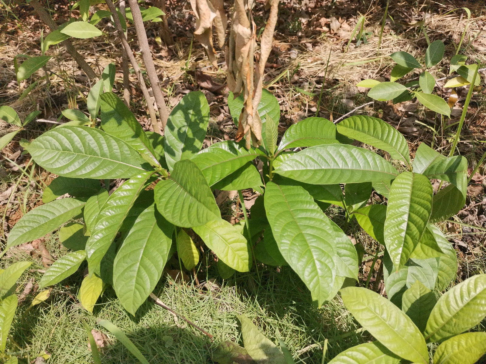 无黄疸型肝炎,胆结石,痈疖疮毒,皮肤瘙痒,漆树过敏,小儿疮疡,皮肤瘙痒