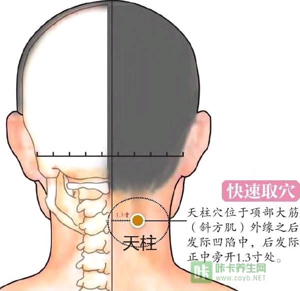 背部夹脊穴