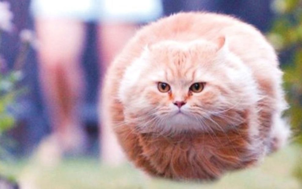 民间神人做出来的沙雕猫摆件,真的好笑!你们都这么闲的吗?