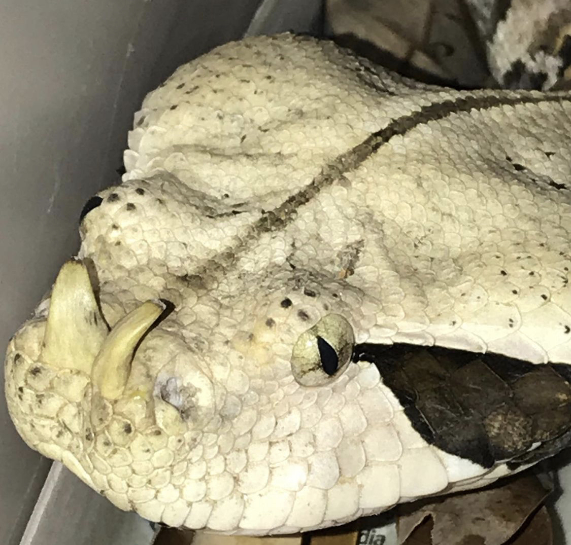 犀角咝蝰(bitis rhinoceros)