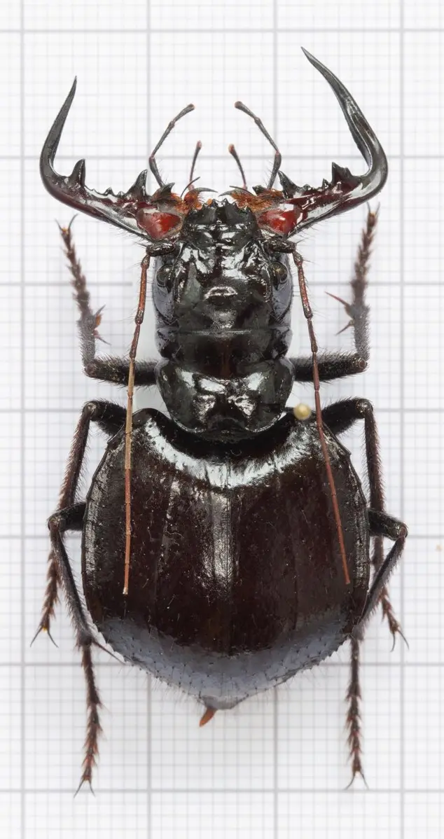 【物种科普】大王虎甲属 manticora 简介 v1.0