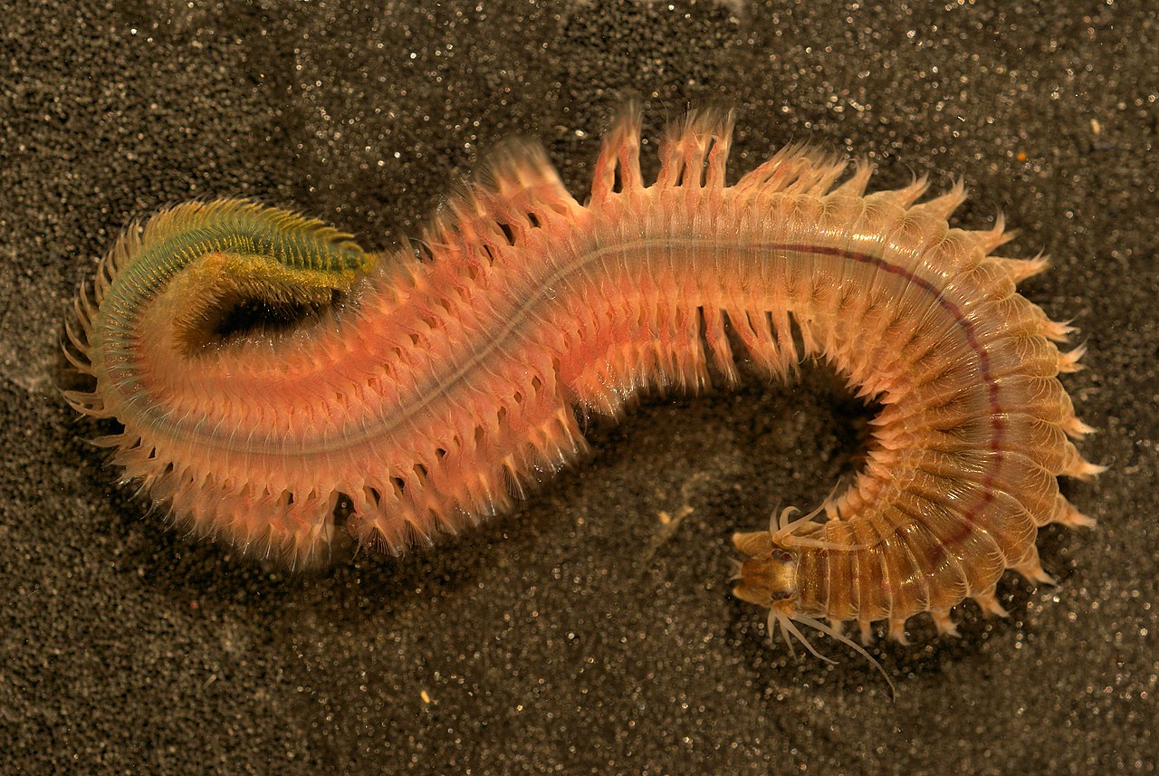 nereis succinea,不知道中文名是什么,确实有点像蜈蚣