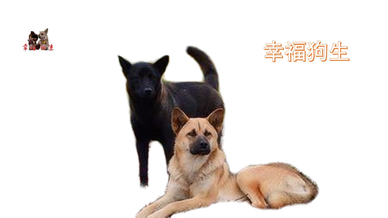 小黑小黄的幸福狗生 理由:1.