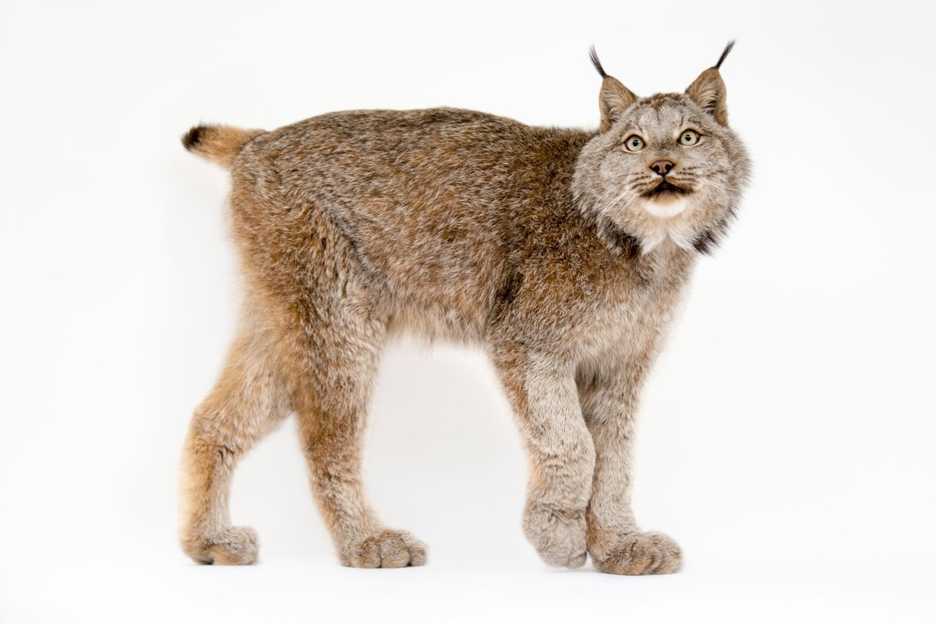 canada lynx 加拿大猞猁