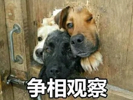 半佛仙人,同款表情包