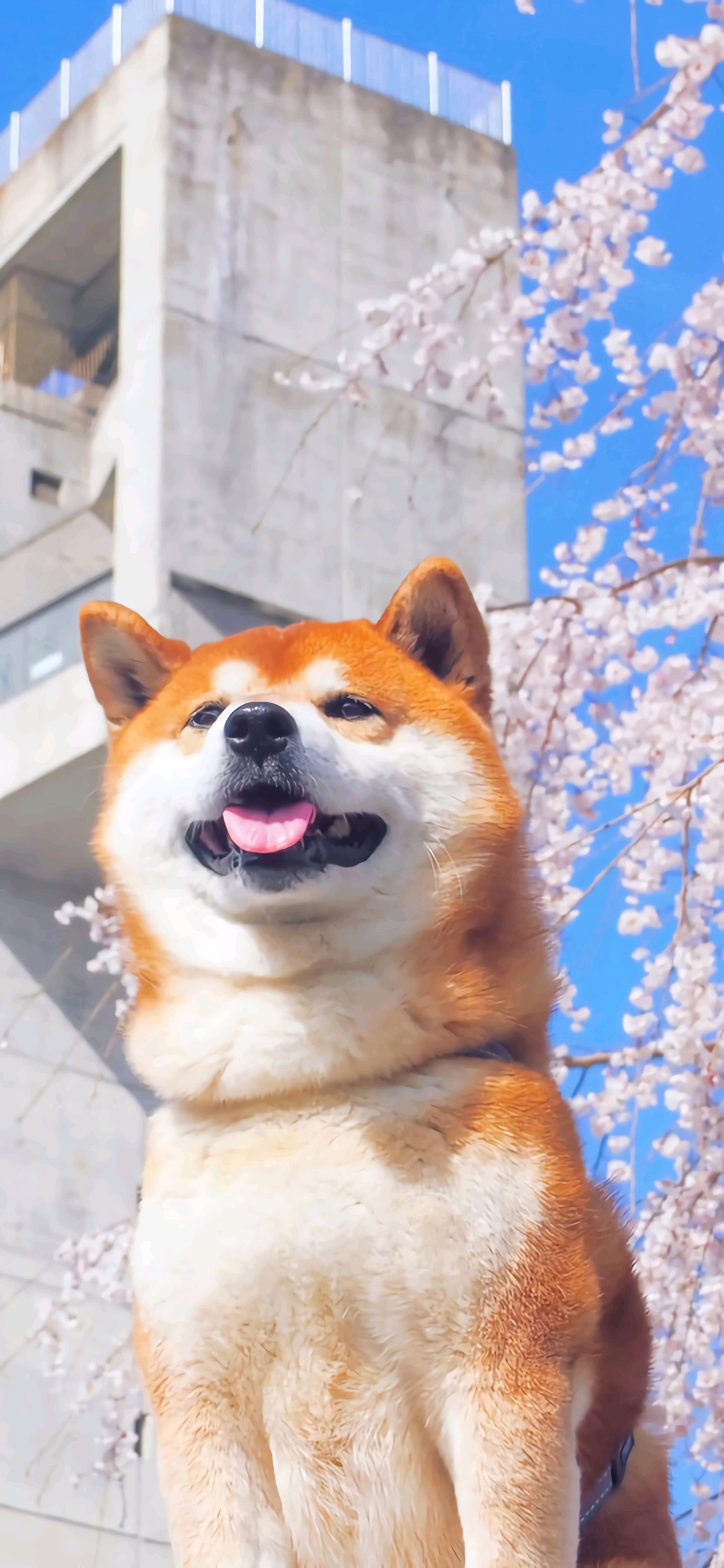 (全面屏壁纸)(萌宠)(三次元