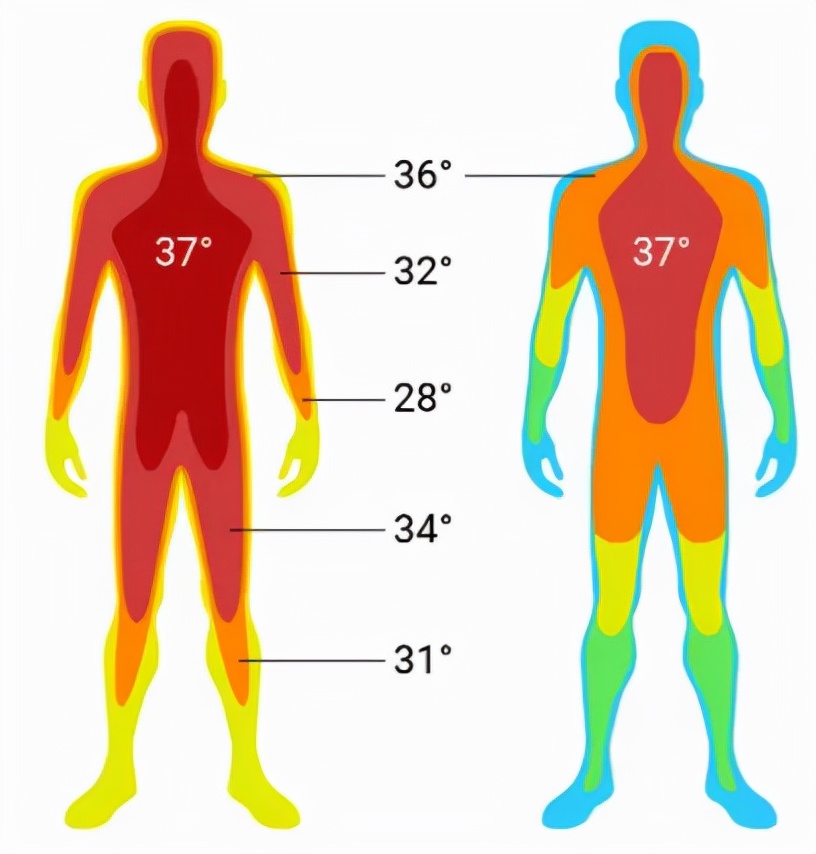 当然,人体各部位的温度并不是相同的,事实上,不同部位对于温度下降的