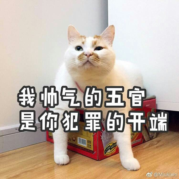 小可爱,猫咪表情包要么?②