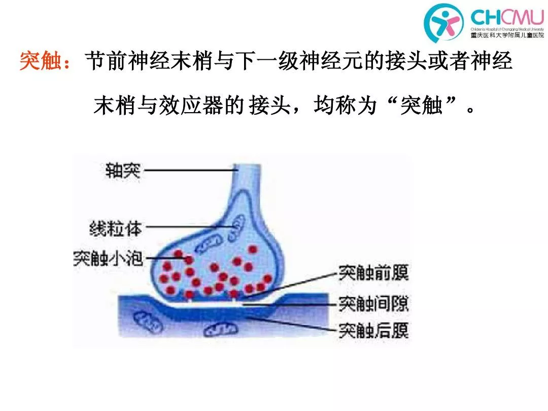 周围神经系统自主神经系统概述