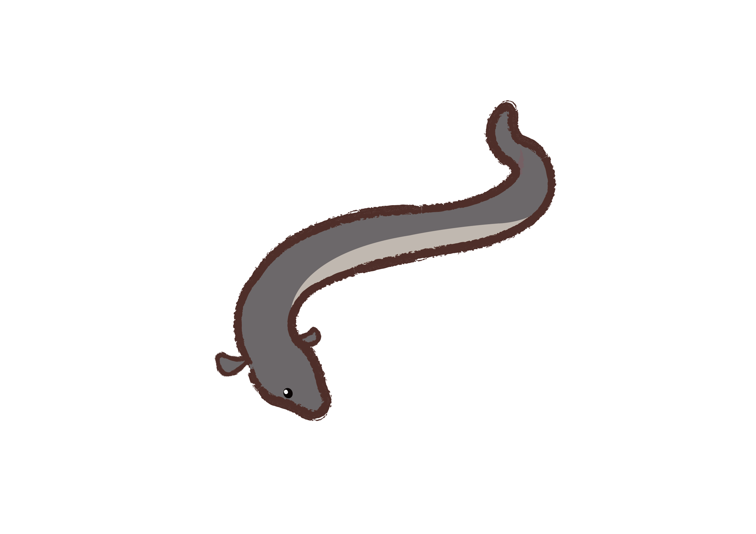 西里伯斯鳗鲡:是鳗鲡属辐鳍鱼纲鳗鲡目鳗鲡亚目鳗鲡科一种降河性洄游