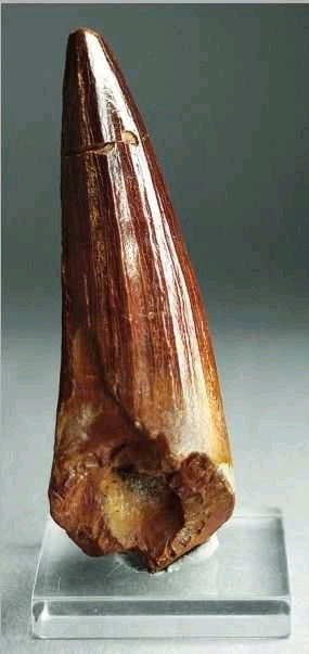 棘龙牙齿