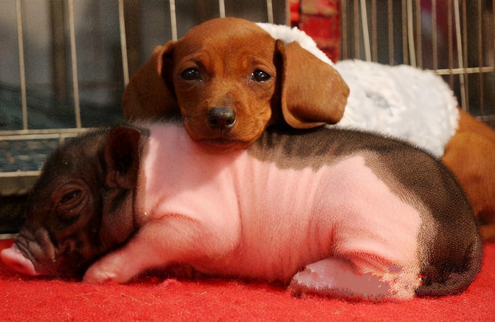 狗狗能不能吃猪肉?为什么狗粮中看不到猪肉的成分?