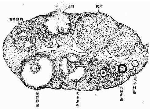 amh是由卵巢中小卵泡的颗粒细胞分泌的,不受到体内的促性腺激素的影响