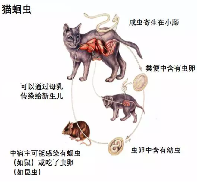 除非你喂食老鼠和野兔肠道,猫不会从生肉中感染上述蛔虫.