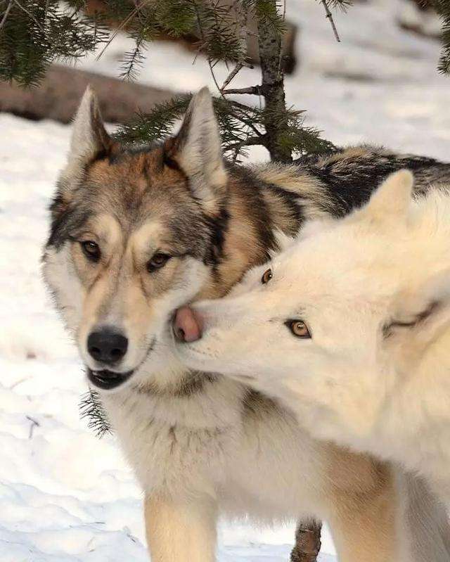 狗的耳朵通常耷拉着,而狼的耳朵直竖.