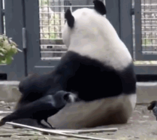 好贱一只乌鸦啊!除了智商过人,还胆大包天