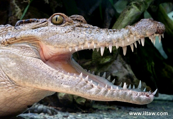 悄怆悲歌—菲律宾鳄(crocodylus mindorensis)