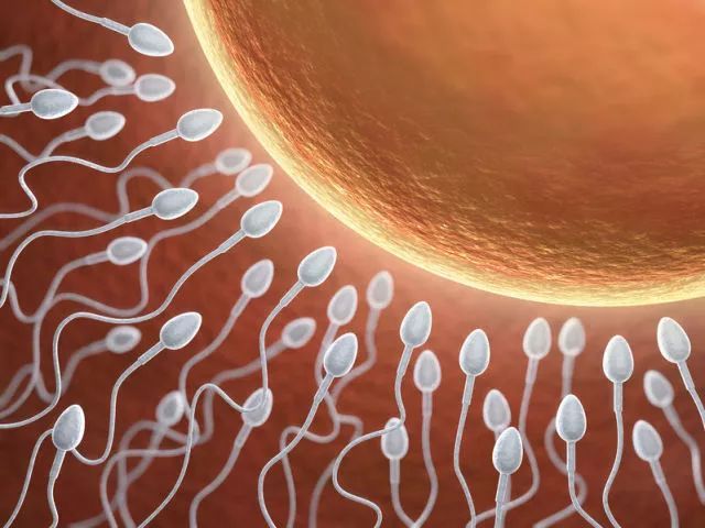 【转载】科学界重大发现:精子和卵子结合,会发光?像庆祝新生命的诞生!