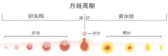 这几个方法，让卵巢准时排出好卵子！
