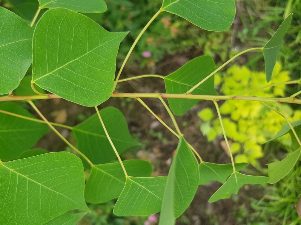 正文 乌桕  类型 落叶乔木   识别特征   叶菱形(基本全菱形叶) 其实