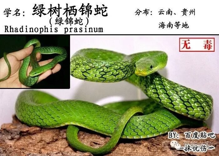 中国蛇类图鉴及名录2017(上)