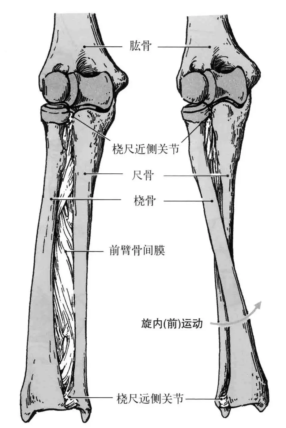 解剖学笔记 | 上肢骨的关节（骨）