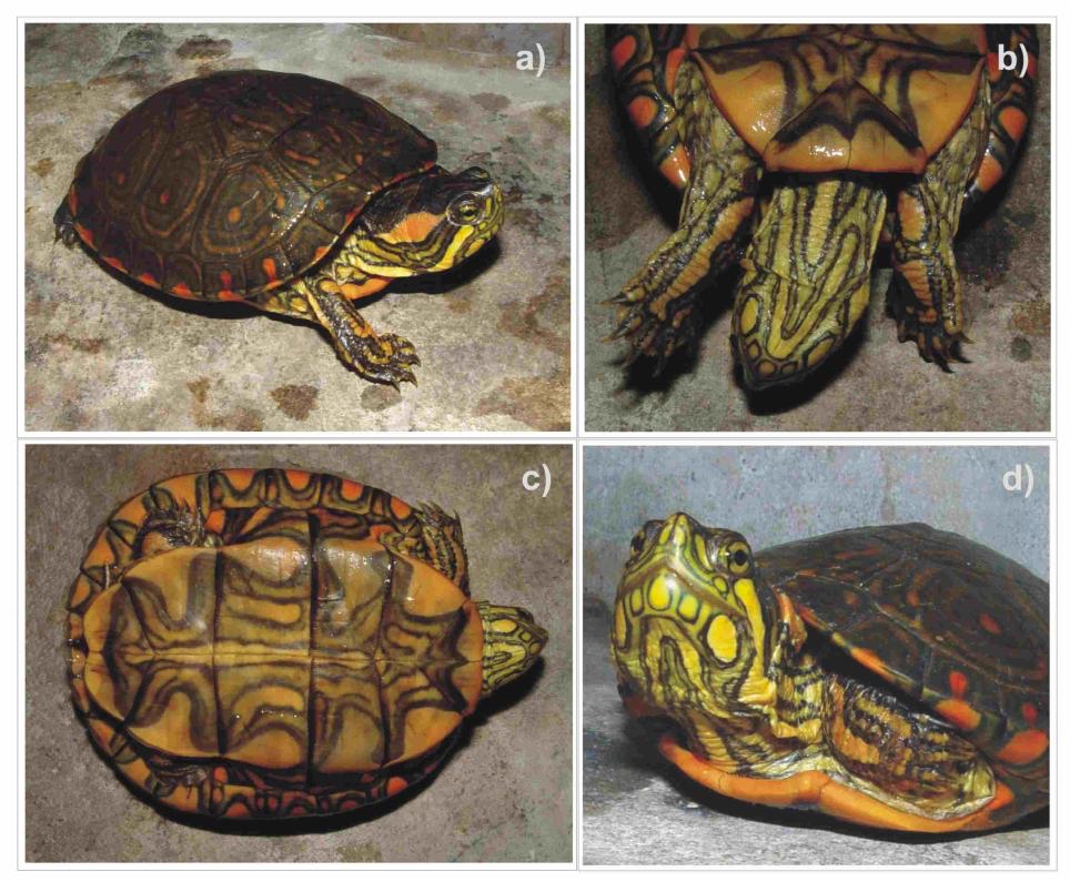 【科普】南美彩龟与亚马逊彩龟的区分