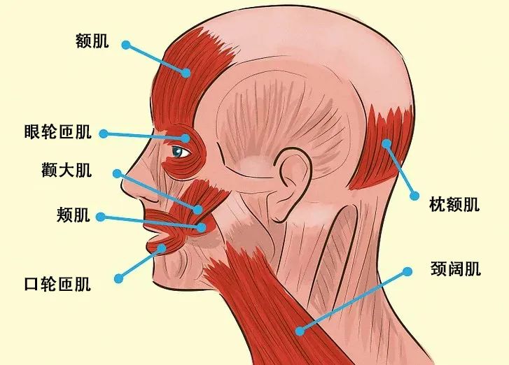 在嘴角上方的颧大肌;在嘴角左右延长两厘米处的咬合肌;在额头处的额肌