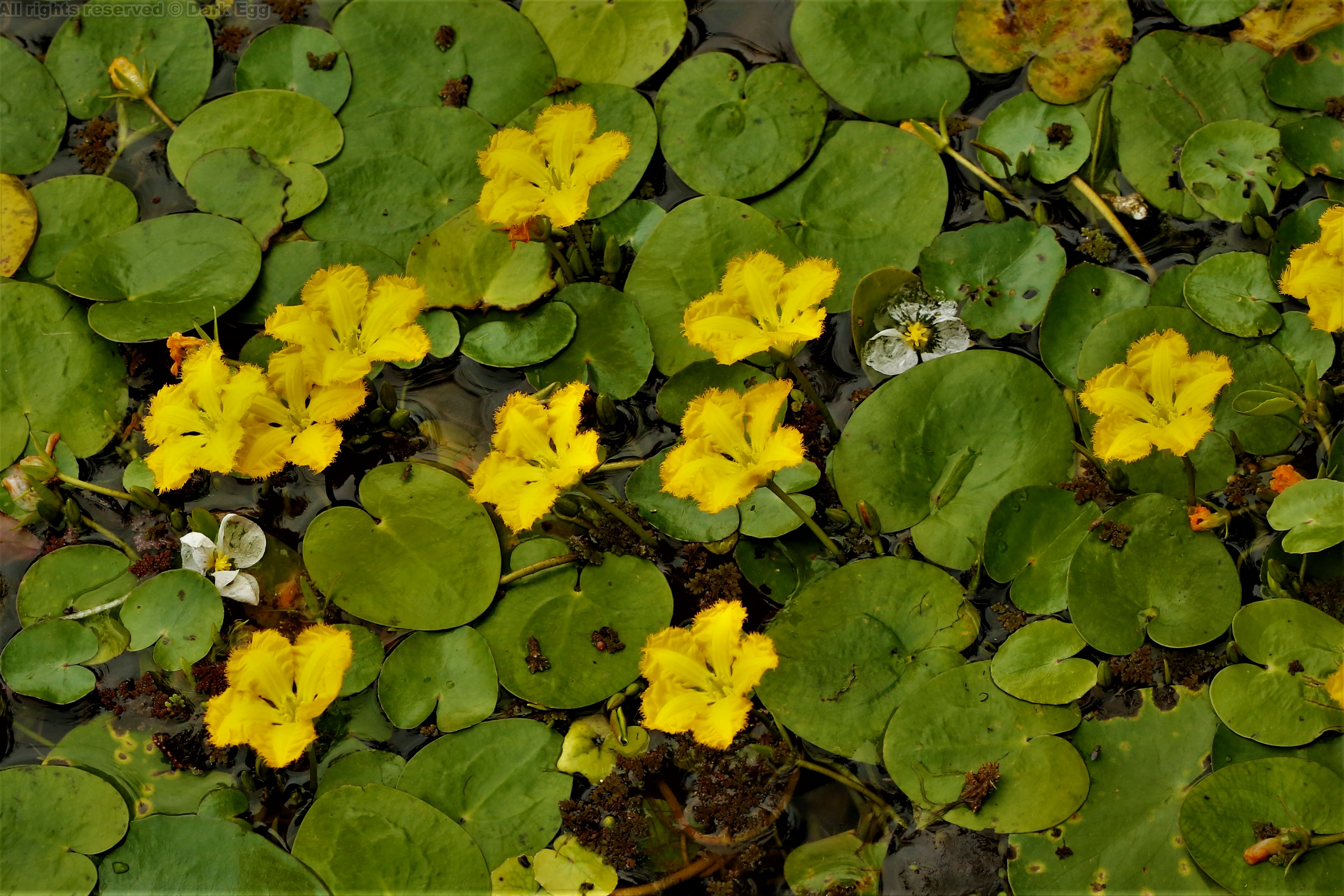 荇菜 nymphoides peltata