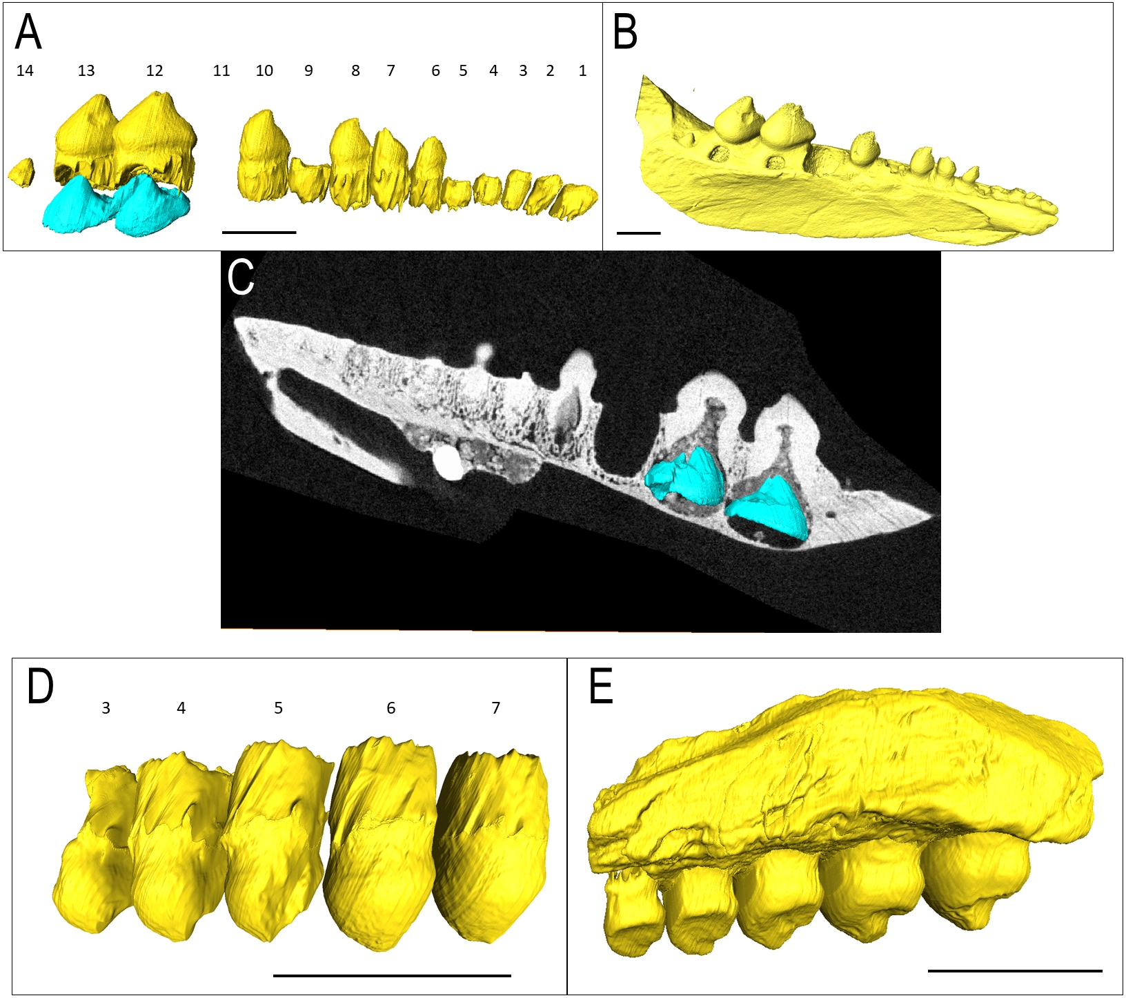 伟波罗蜥正模的齿骨3d扫描重建可以看到缺失的第11齿槽和慢慢长出替代