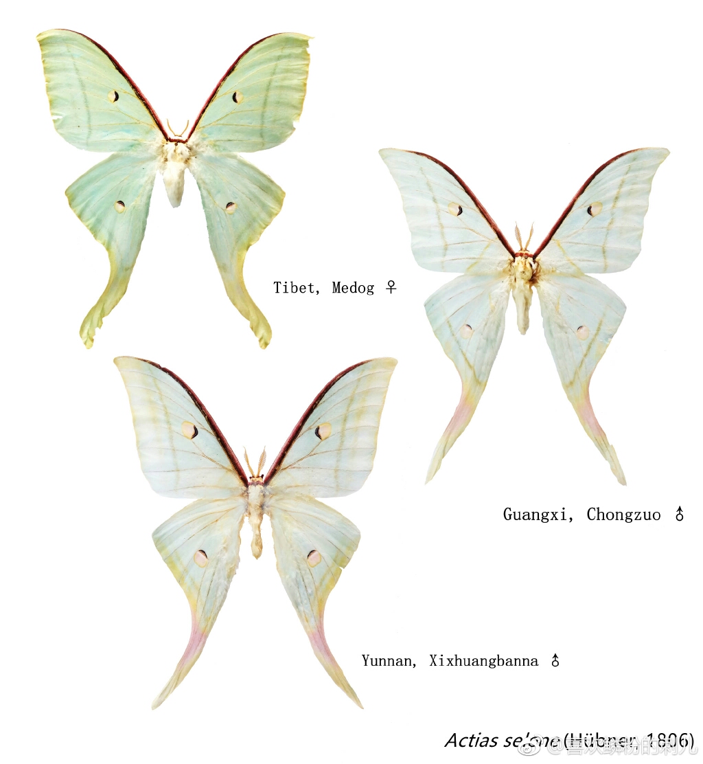 【VZZ】关于绿尾天蚕蛾和宁波尾天蚕蛾的区分