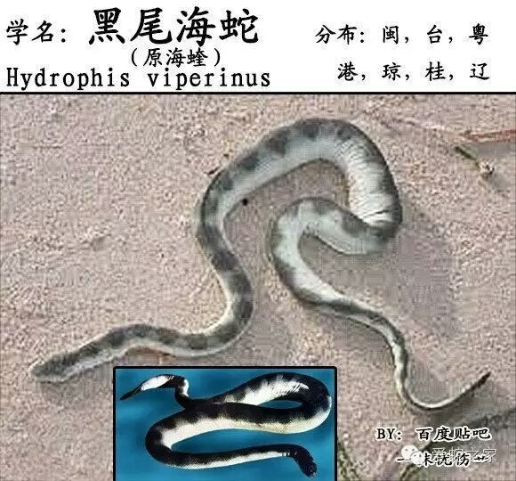 中国蛇类图鉴及名录2017下
