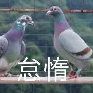 一个鸽子精怎么写完一万字短篇小说的