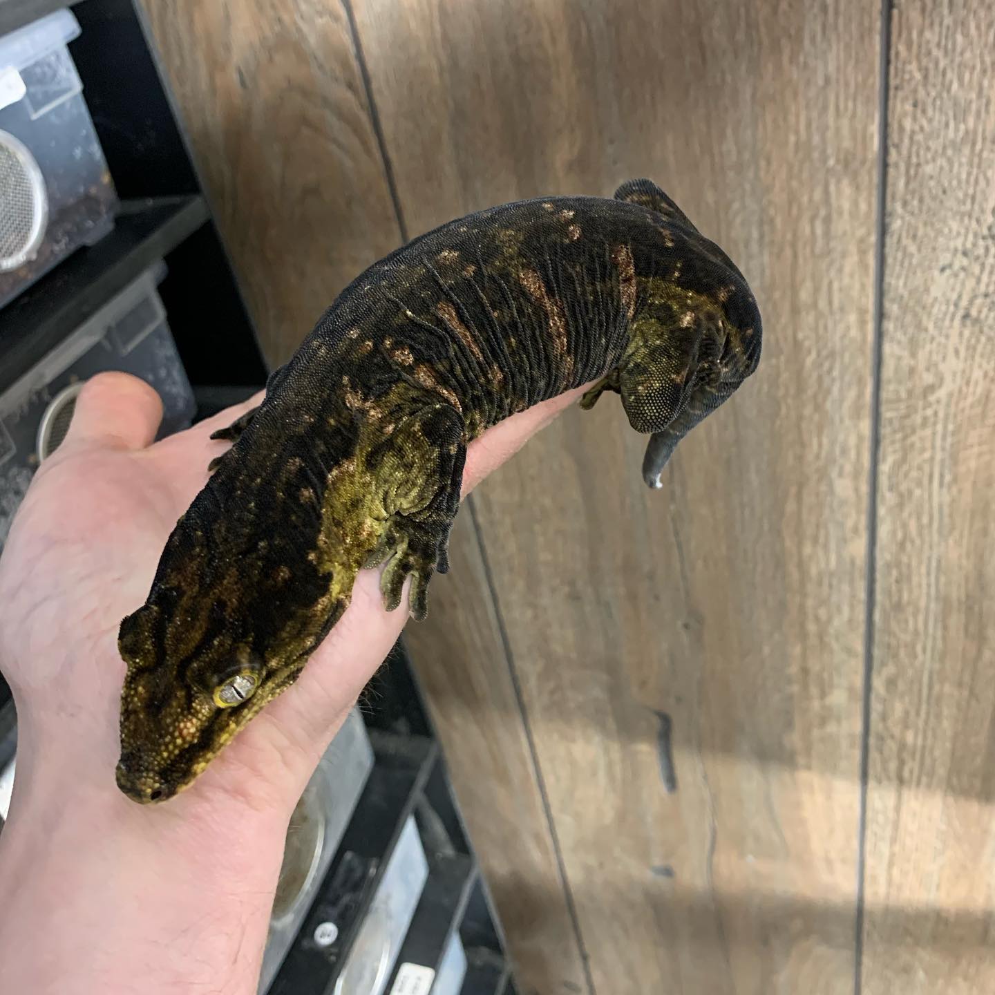 浅谈黑化巨人守宫