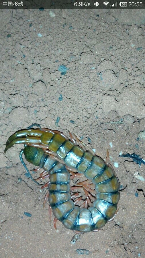 【蜈蚣之最系列】分布最广-赤蜈蚣 scolopendra morsitans