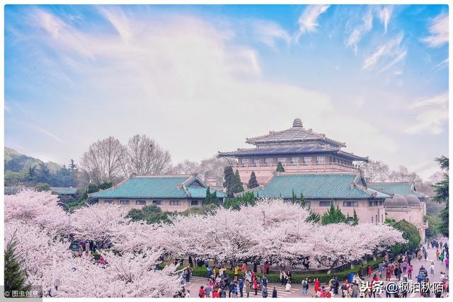 武汉大学樱花节上演和服风波,再次强调一个概念:樱花产自中国!