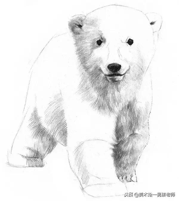 步骤丨只需要八个基础,零素描也画好一只北极熊路上的小蚂蚁是什么歌6图片
