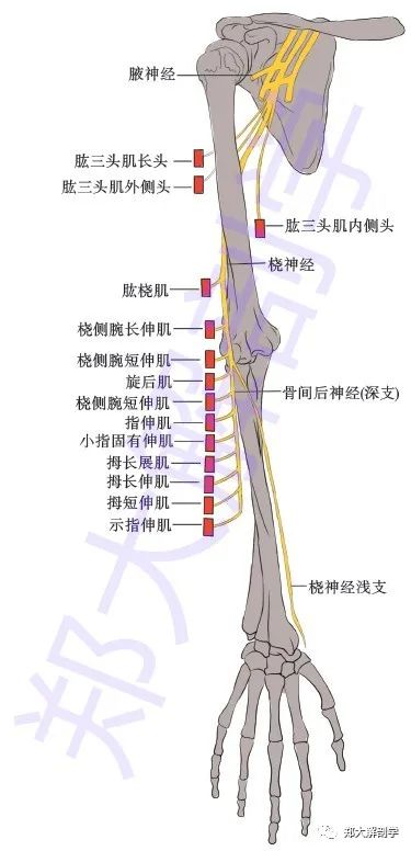当肱桡肌收缩时,可在肘前窝外侧观察及触摸到其隆起.
