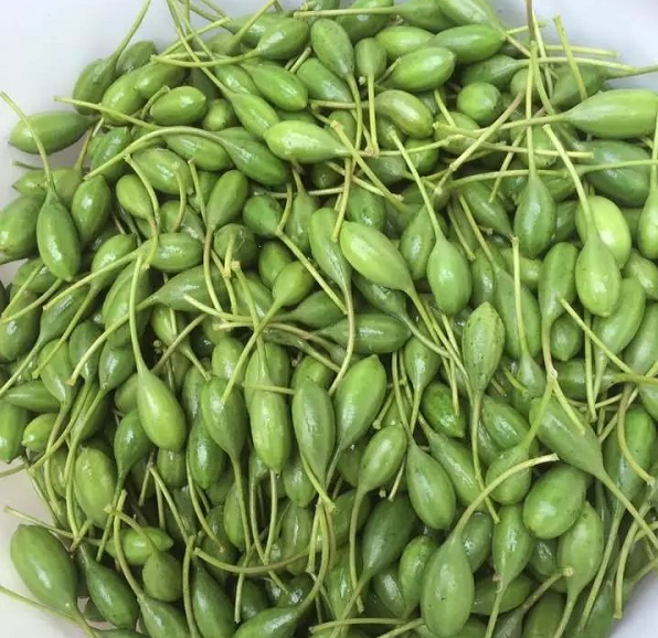 spinosa 别名:刺山柑,马槟榔,棘风蝶木,西洋风蝶木,酸豆,水瓜柳,水瓜
