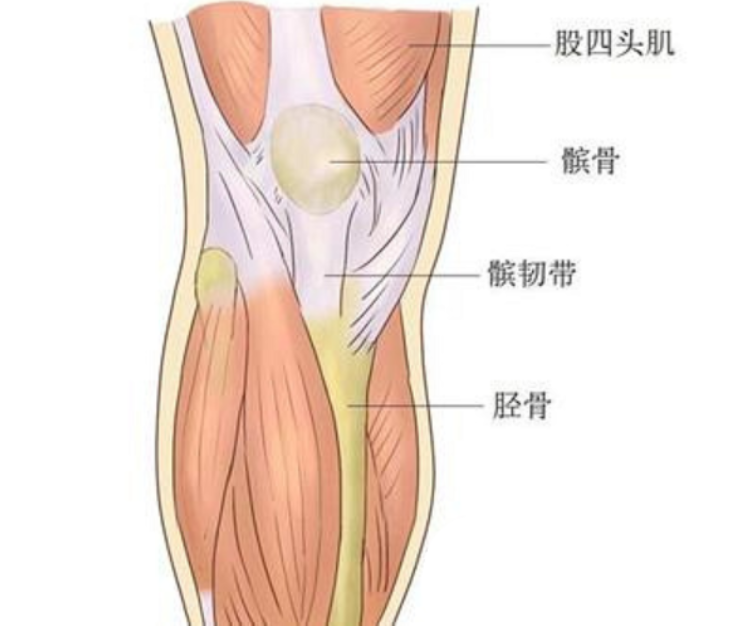 瑜伽解剖-股四头肌 肌肉中的大哥大,保护膝盖塑造腿型