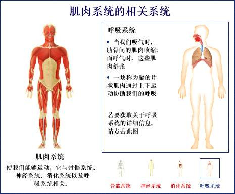 史上最全的人体(组织器官)全图