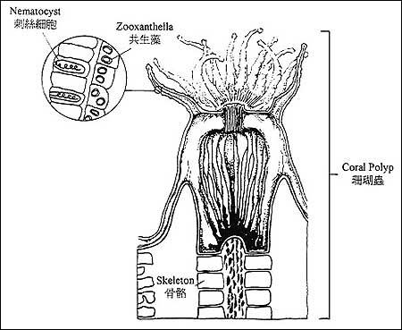 珊瑚虫结构图