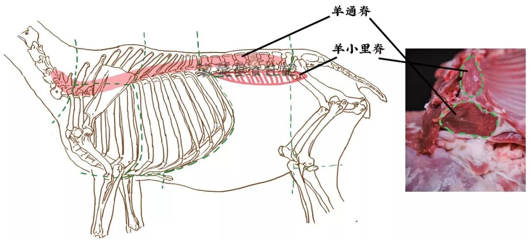 羊身上哪个部位便宜肉又嫩?别被菜市场老板骗了