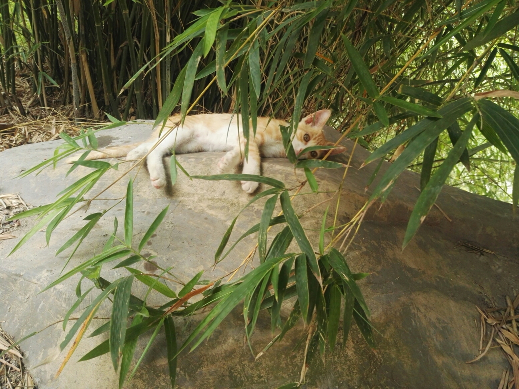 竹与猫