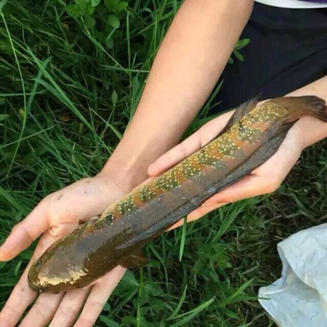 淡水鱼介绍系列之(七)月鳢