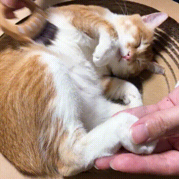 猫猫蹭我,是喜欢我吗?