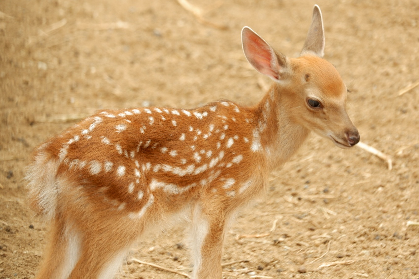 可爱的小鹿(摄于大连森林动物园)