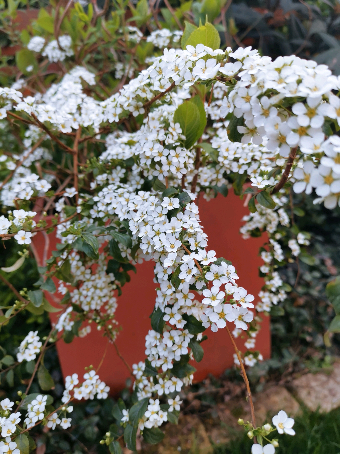 壮丽的喷雪花