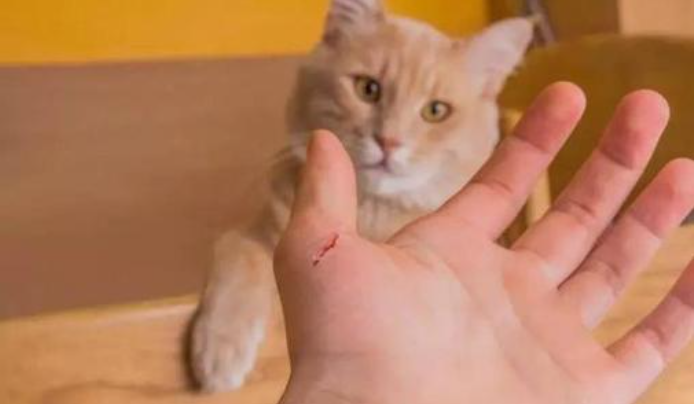 2,要是不小心被猫咪抓伤,咬伤,要尽快用肥皂水冲洗伤口,并且马上就医.